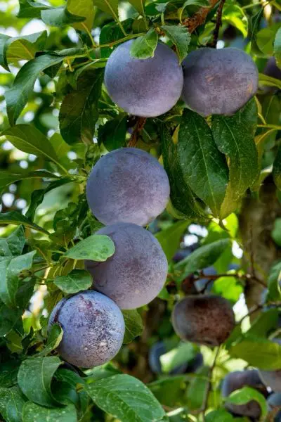 Ciruelas